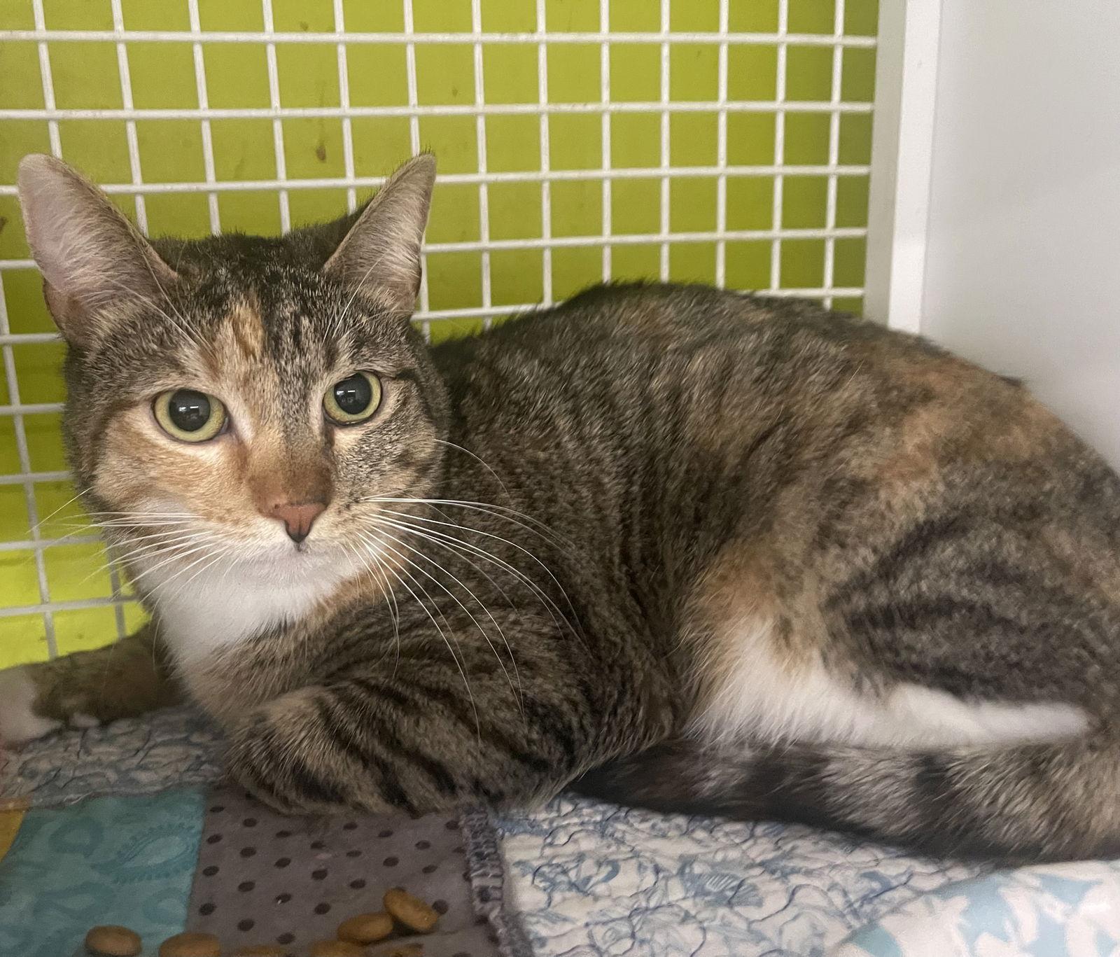 Enlarge Tabby Cat, a Adoptable mixed breed in MONTGOMERY, TX image 1/1