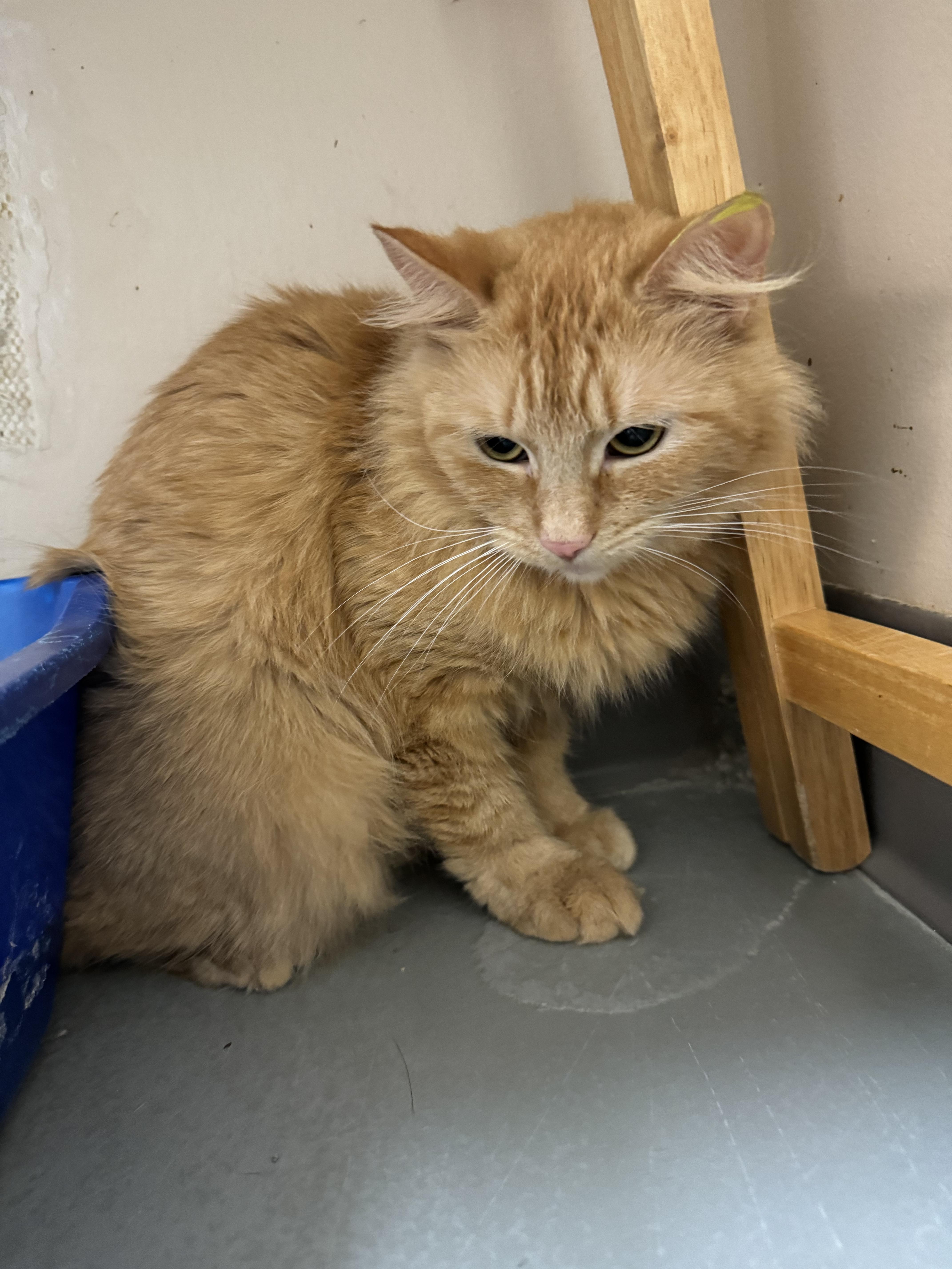 Macy, Adopted, Adult Female Domestic Long Hair.