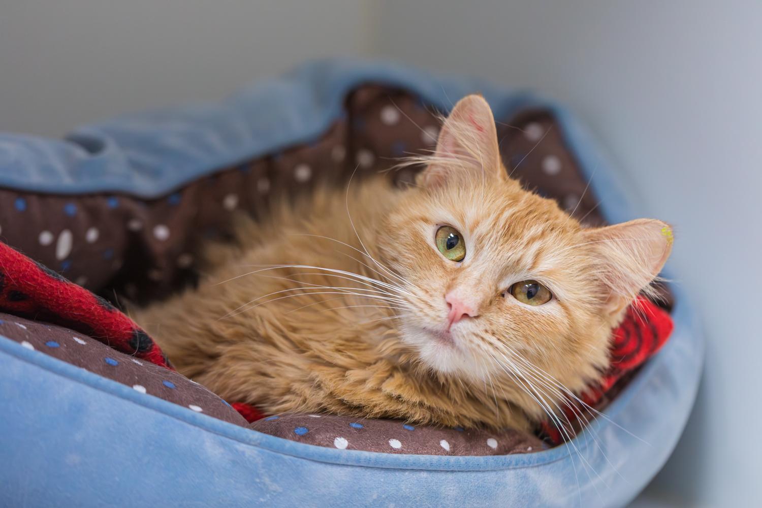Enlarge Macy, a Adopted mixed breed in Terryville, CT image 4/6