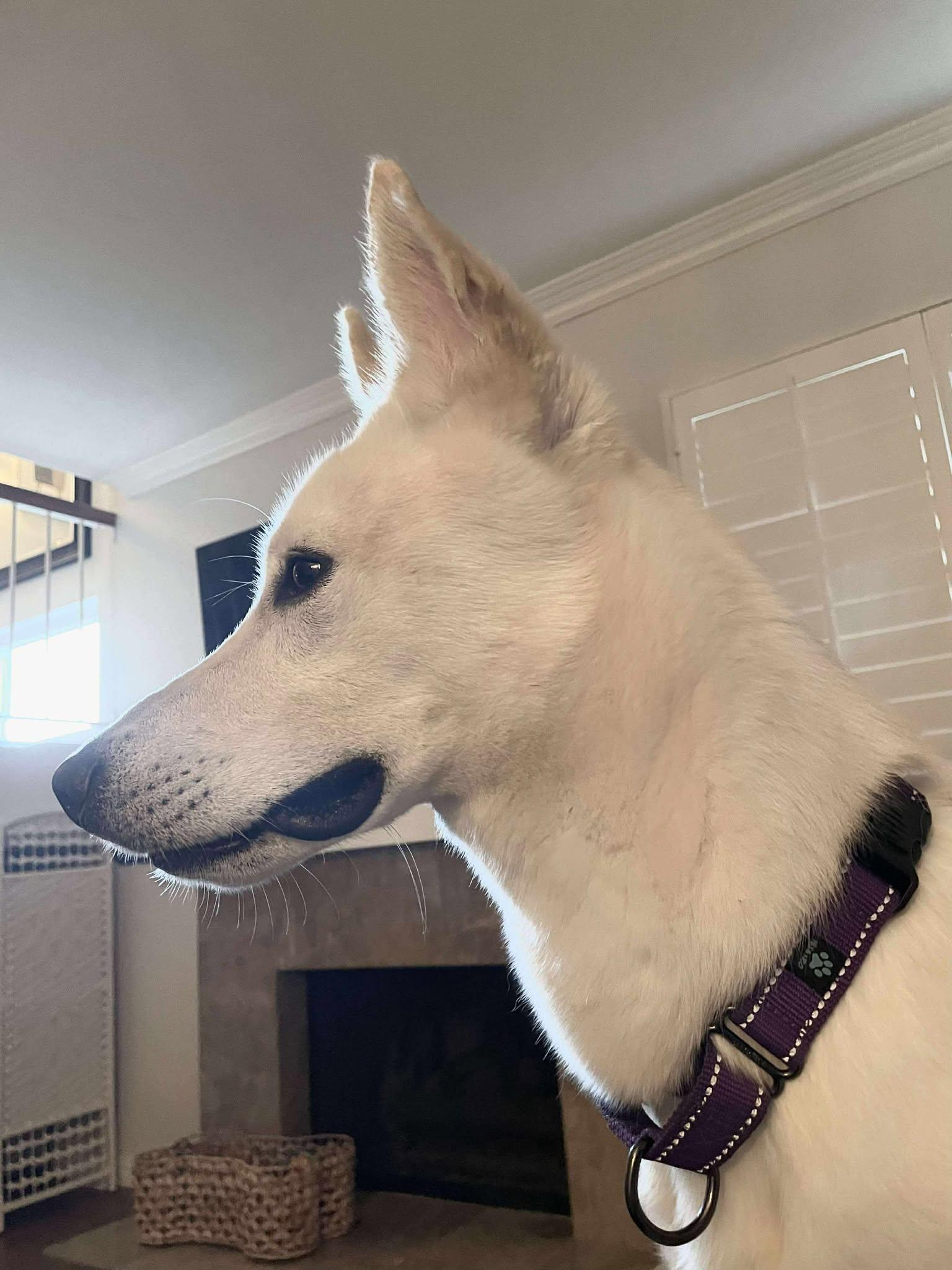 Teddy, a Adoptable mixed breed in Menifee, CA image 4/6