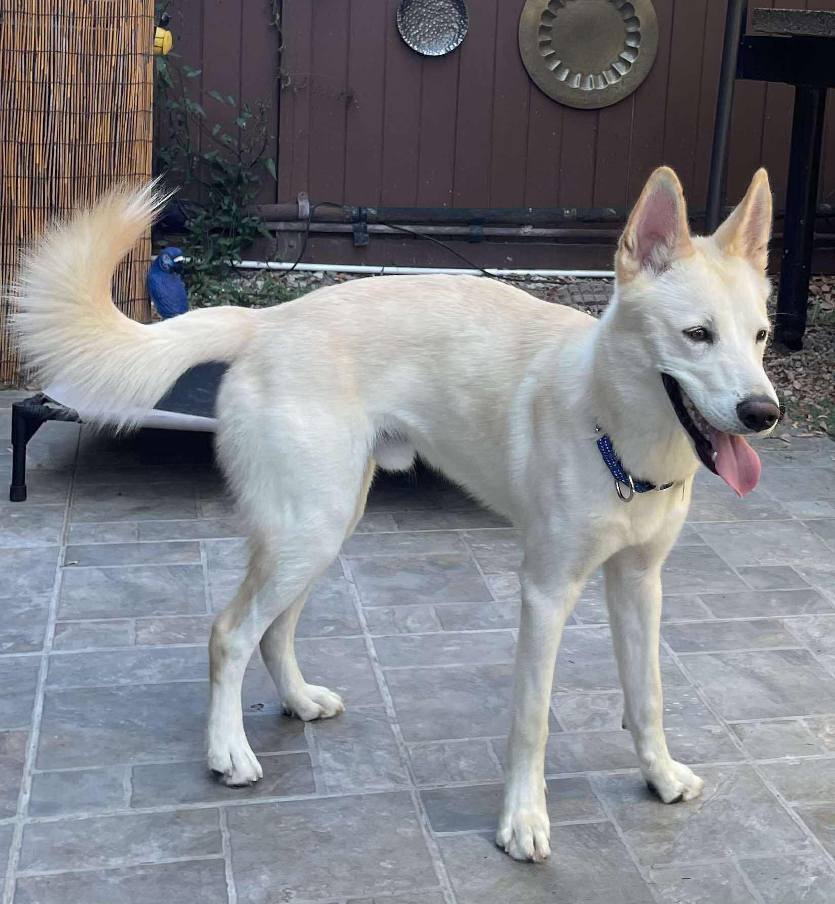 Teddy, a Adoptable mixed breed in Menifee, CA image 3/6