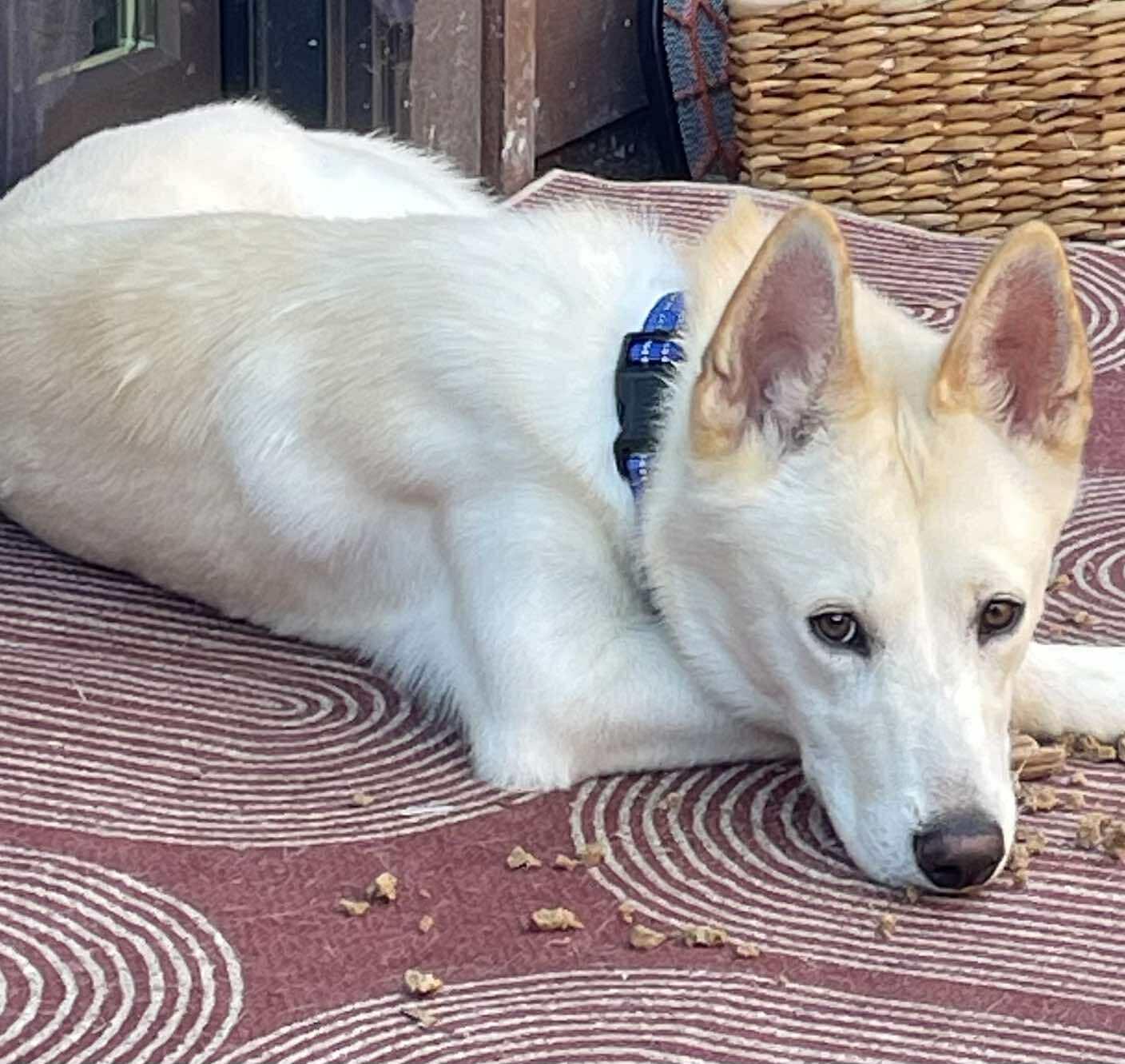 Teddy, a Adoptable mixed breed in Menifee, CA image 5/6