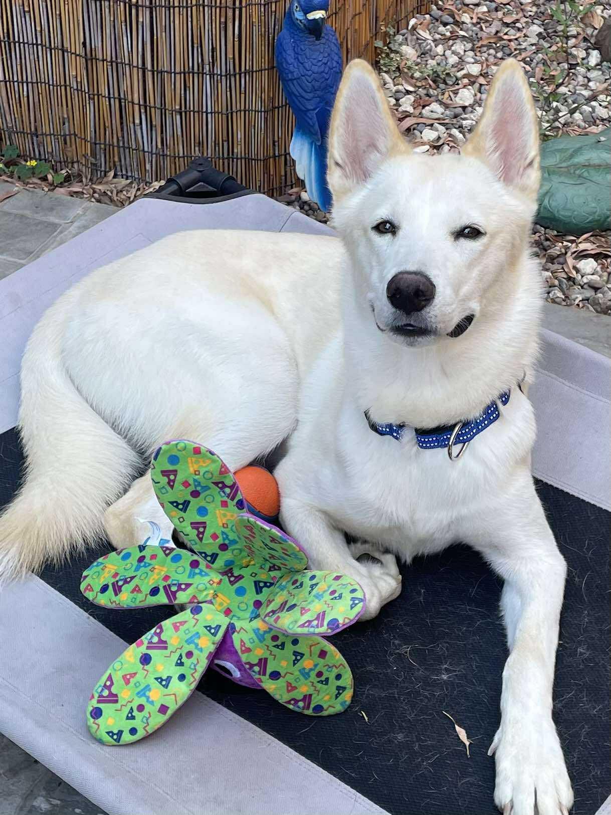 Teddy, a Adoptable mixed breed in Menifee, CA image 6/6