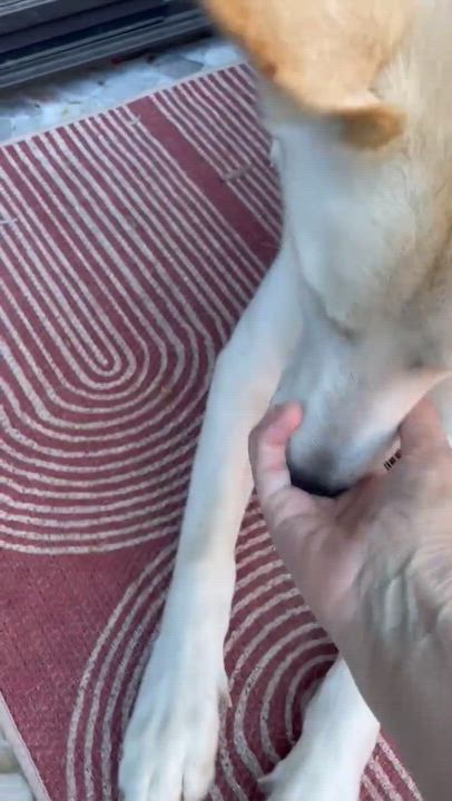 Enlarge Teddy, a Adoptable mixed breed in Menifee, CA video 2/6