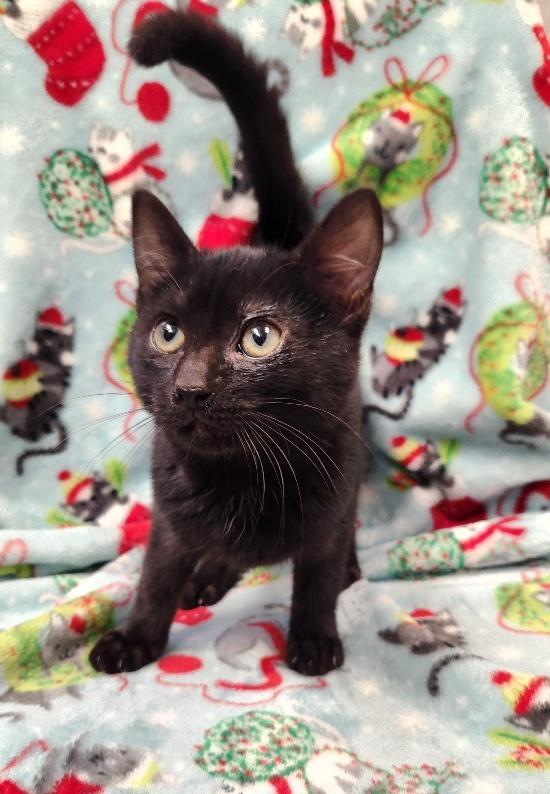 Kitten 27506 (Wednesday) — thumbnail 2