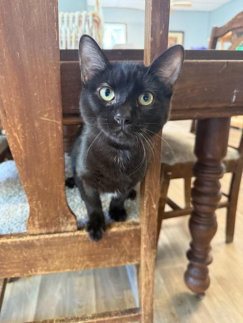 Kitten 27506 (Wednesday) — thumbnail 3