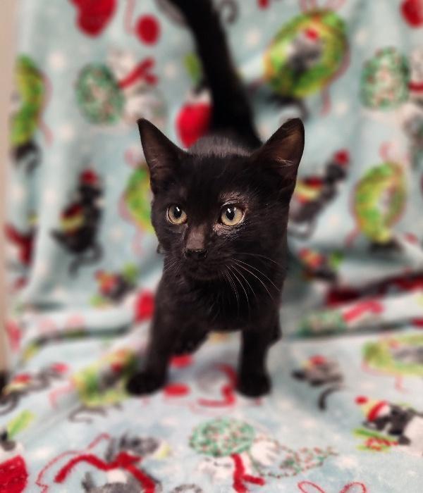 Kitten 27506 (Wednesday) — thumbnail 4