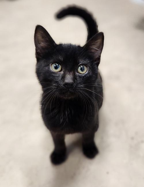 Kitten 27506 (Wednesday) — thumbnail 5