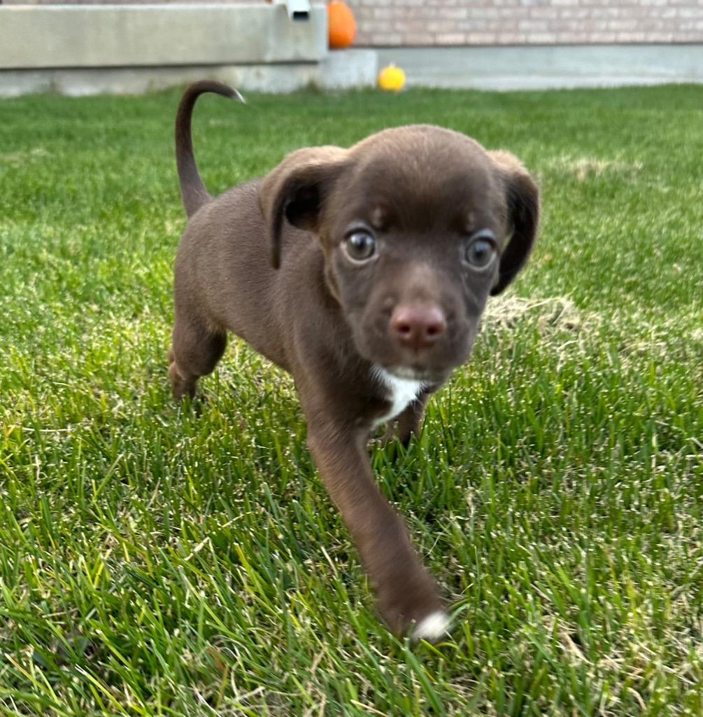 Ramen, a Adoptable Chihuahua in Logan, UT image 1/2
