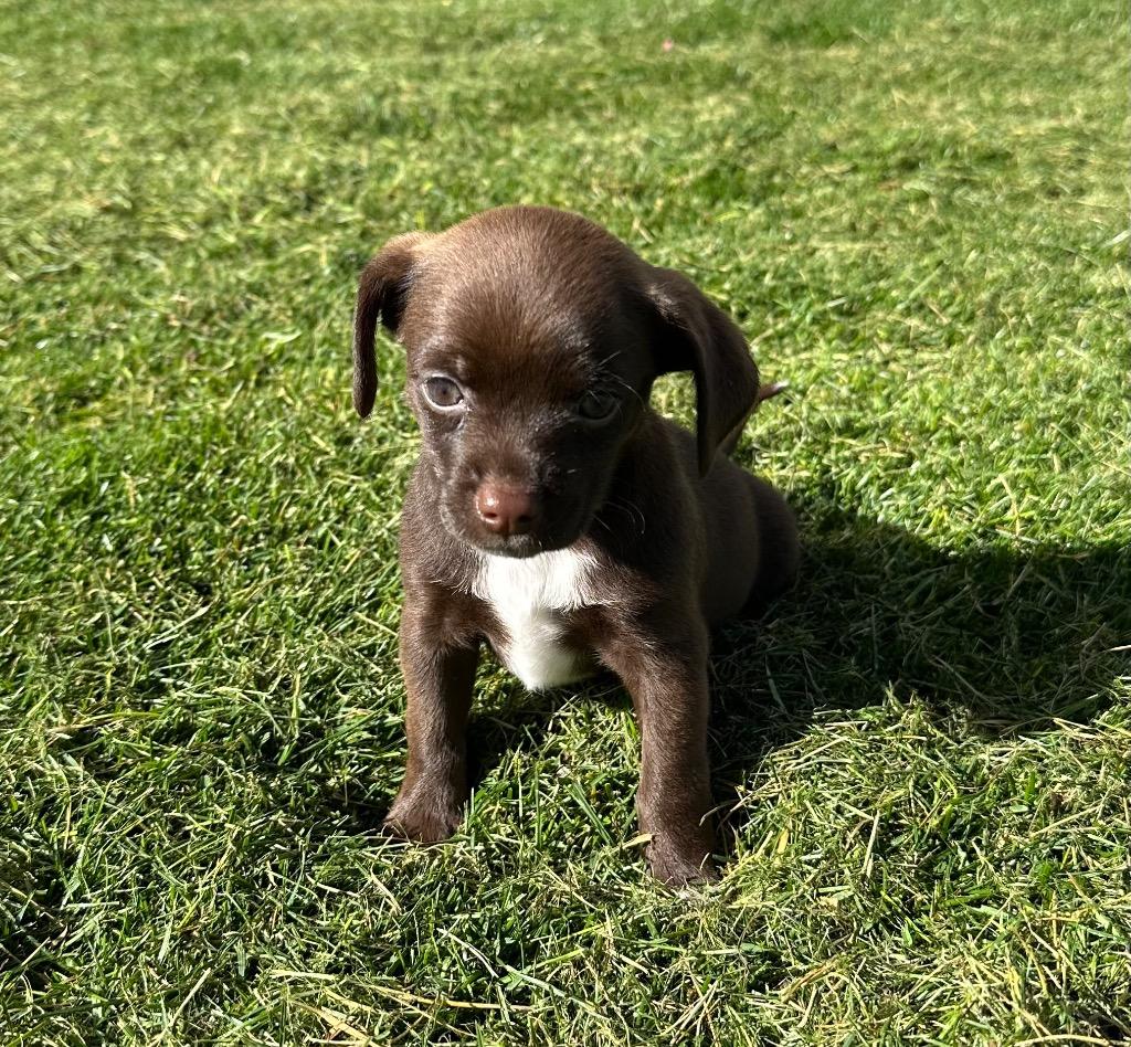 Ramen, a Adoptable Chihuahua in Logan, UT image 2/2