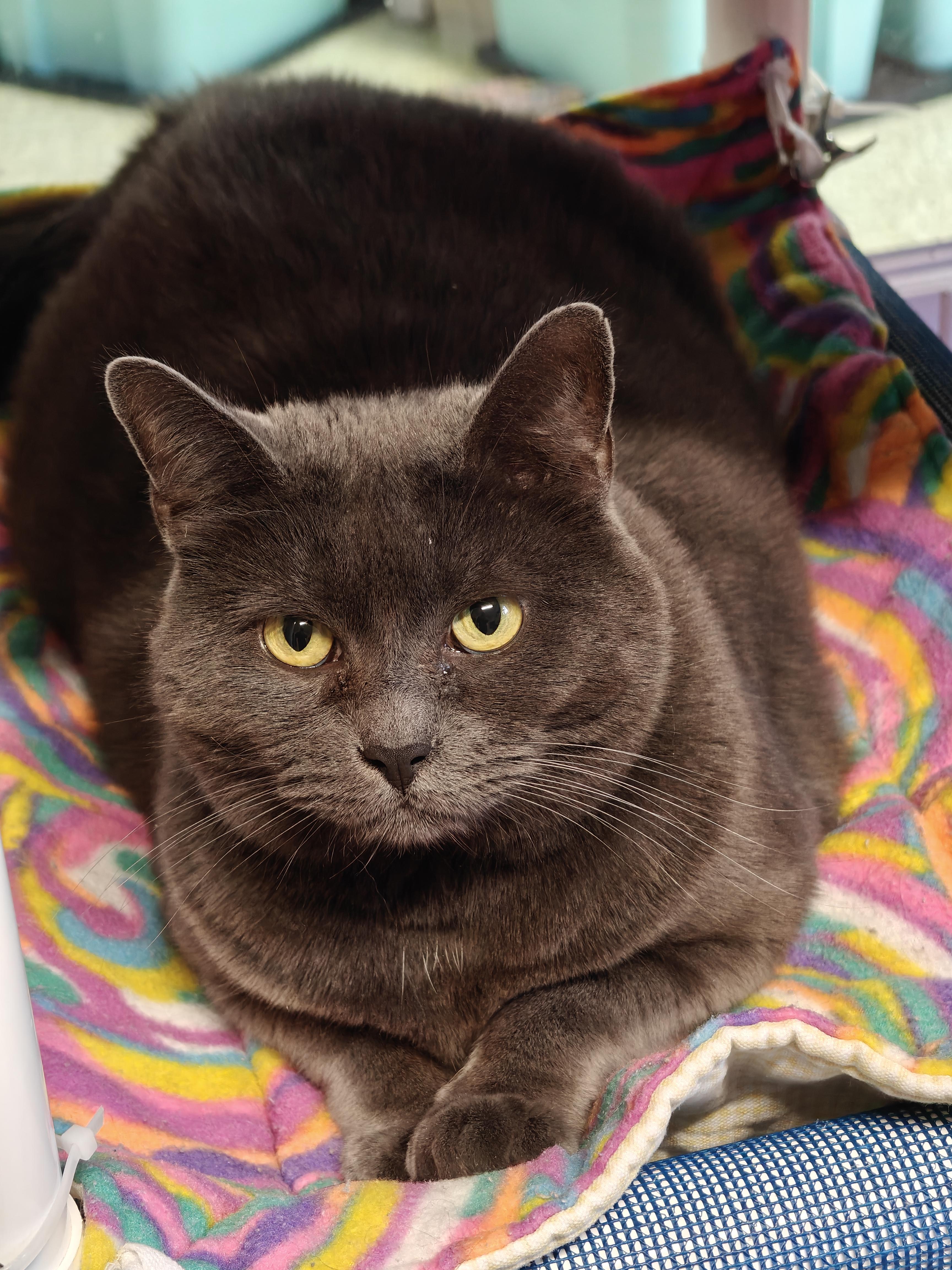 Enlarge Graycie, a Adoptable mixed breed in New Britain, CT image 6/6