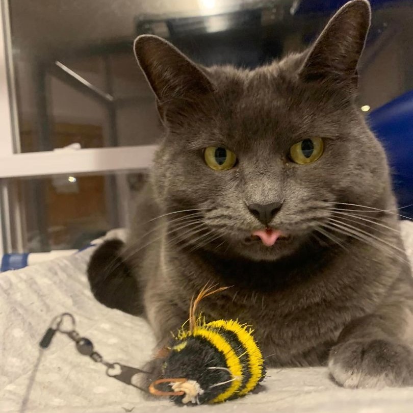 Graycie, an adoptable Russian Blue, Domestic Short Hair in New Britain, CT, 06052 | Photo Image 2