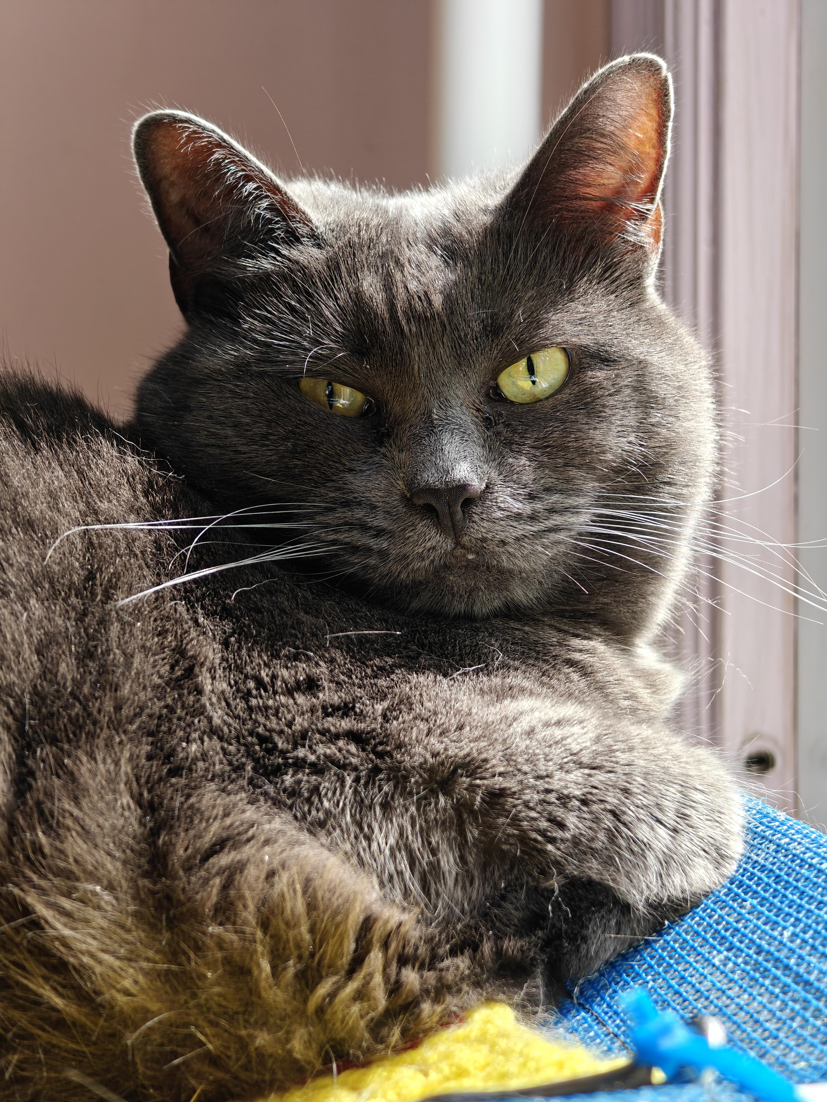 Enlarge Graycie, a Adoptable mixed breed in New Britain, CT image 1/6