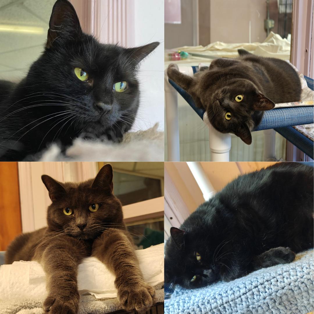 Graycie, a Adoptable mixed breed in New Britain, CT image 1/4