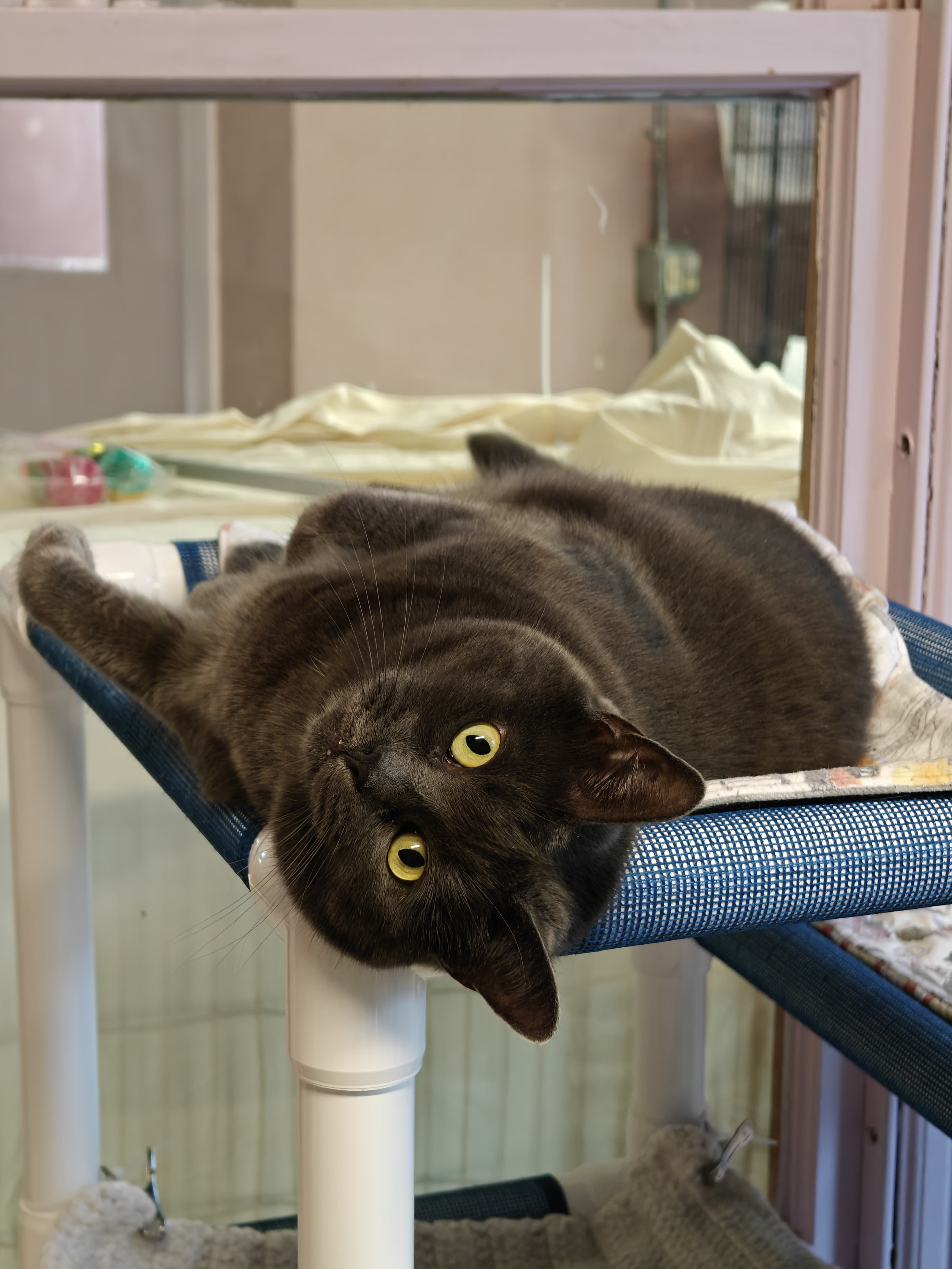 Graycie, a Adoptable mixed breed in New Britain, CT image 4/4