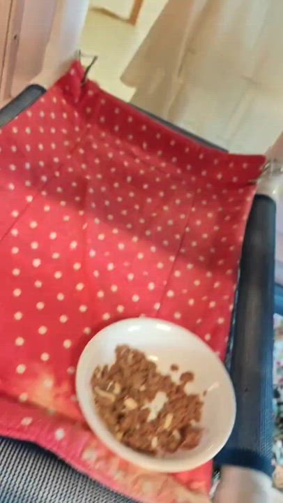 Enlarge Graycie, a Adoptable mixed breed in New Britain, CT video 2/4