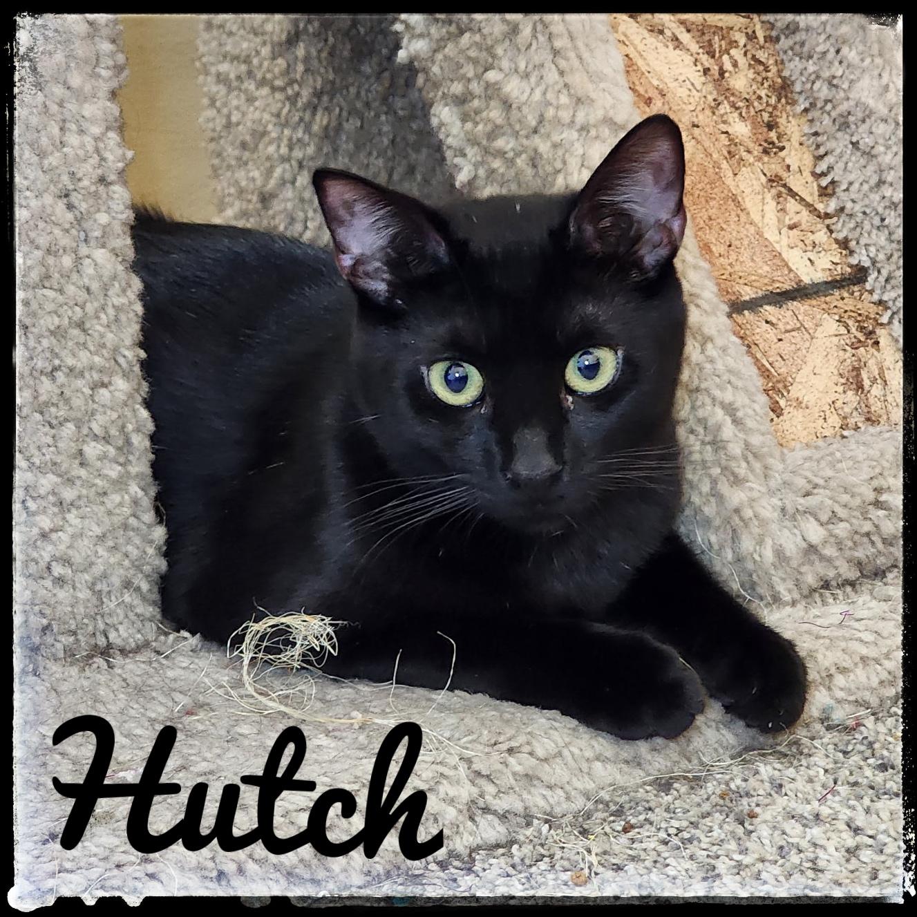Hutch, Adoptable, Young Male Domestic Short Hair.