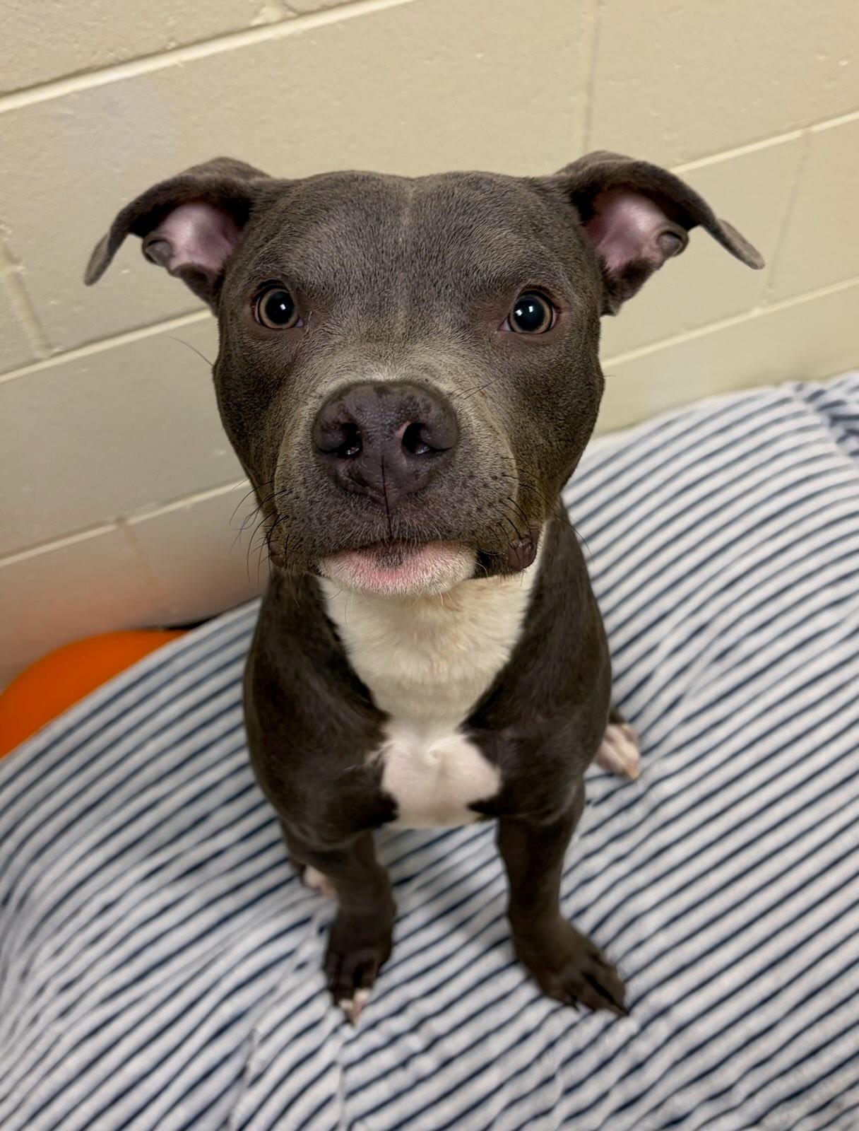 Enlarge Blue, a Adoptable mixed breed in Prudenville, MI image 1/1
