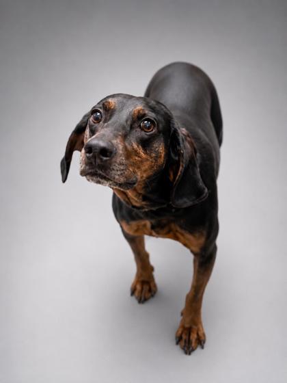 Shiloh, Adoptable, Adult Female Black and Tan Coonhound & Mixed Breed.