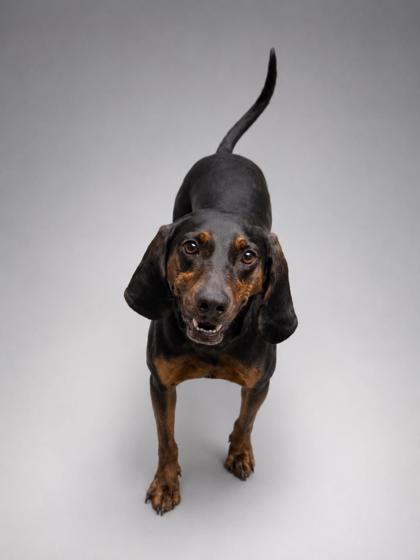 Enlarge Shiloh, a Adoptable mixed breed in Bowling Green, KY image 2/2