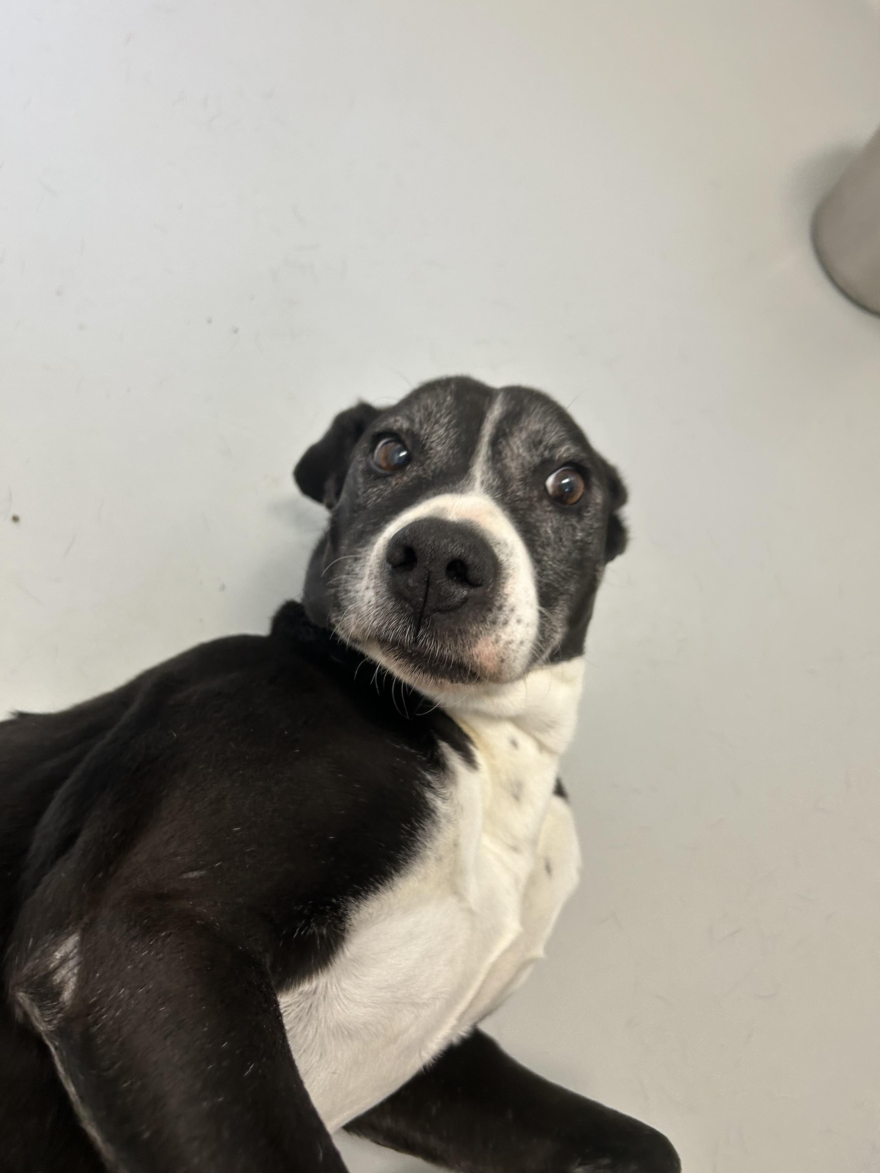 Cali, Adoptable, Senior Female McNab.