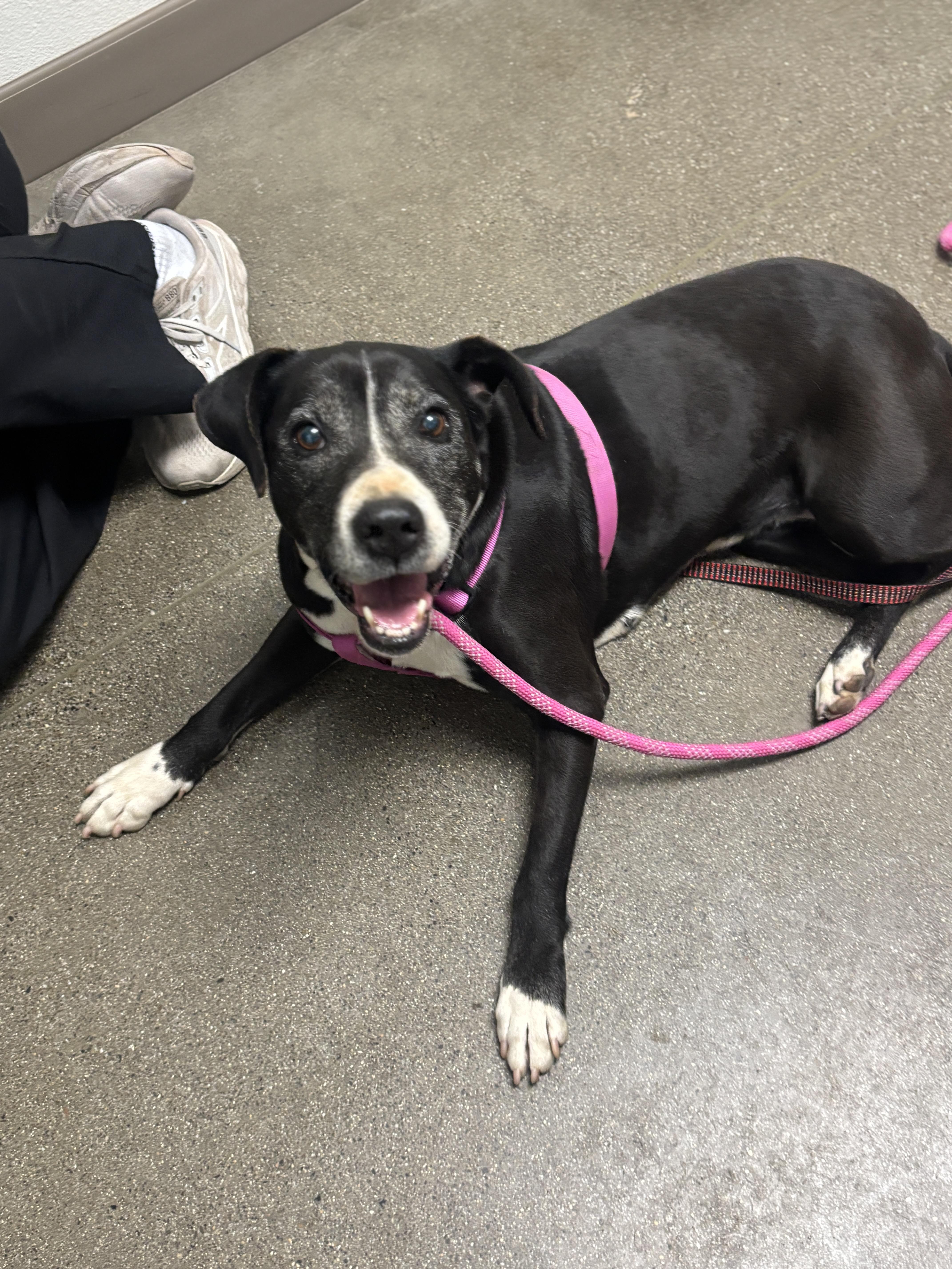 Enlarge Cali, a Adoptable mixed breed in Chico, CA image 2/6