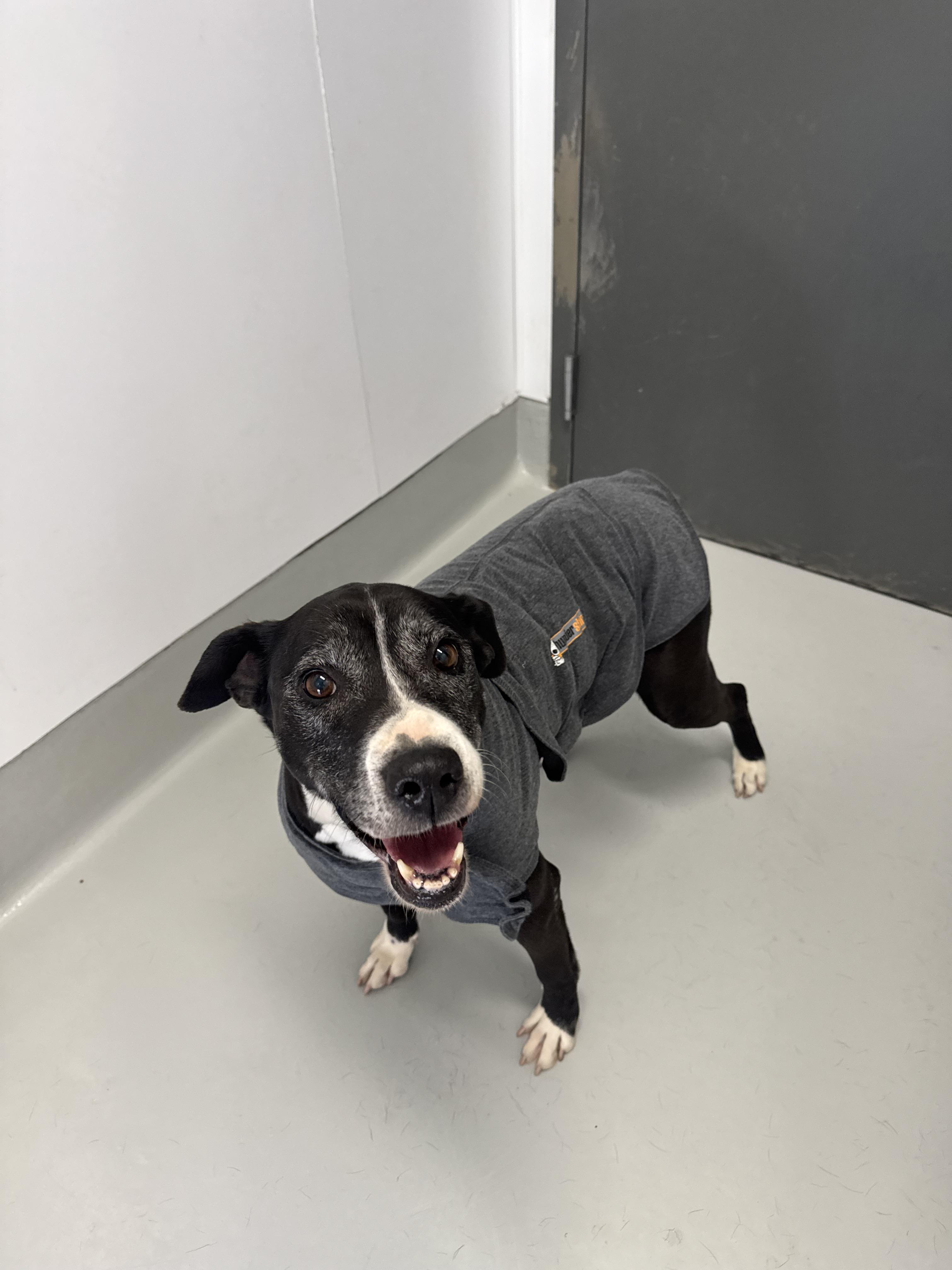 Enlarge Cali, a Adoptable mixed breed in Chico, CA image 3/6