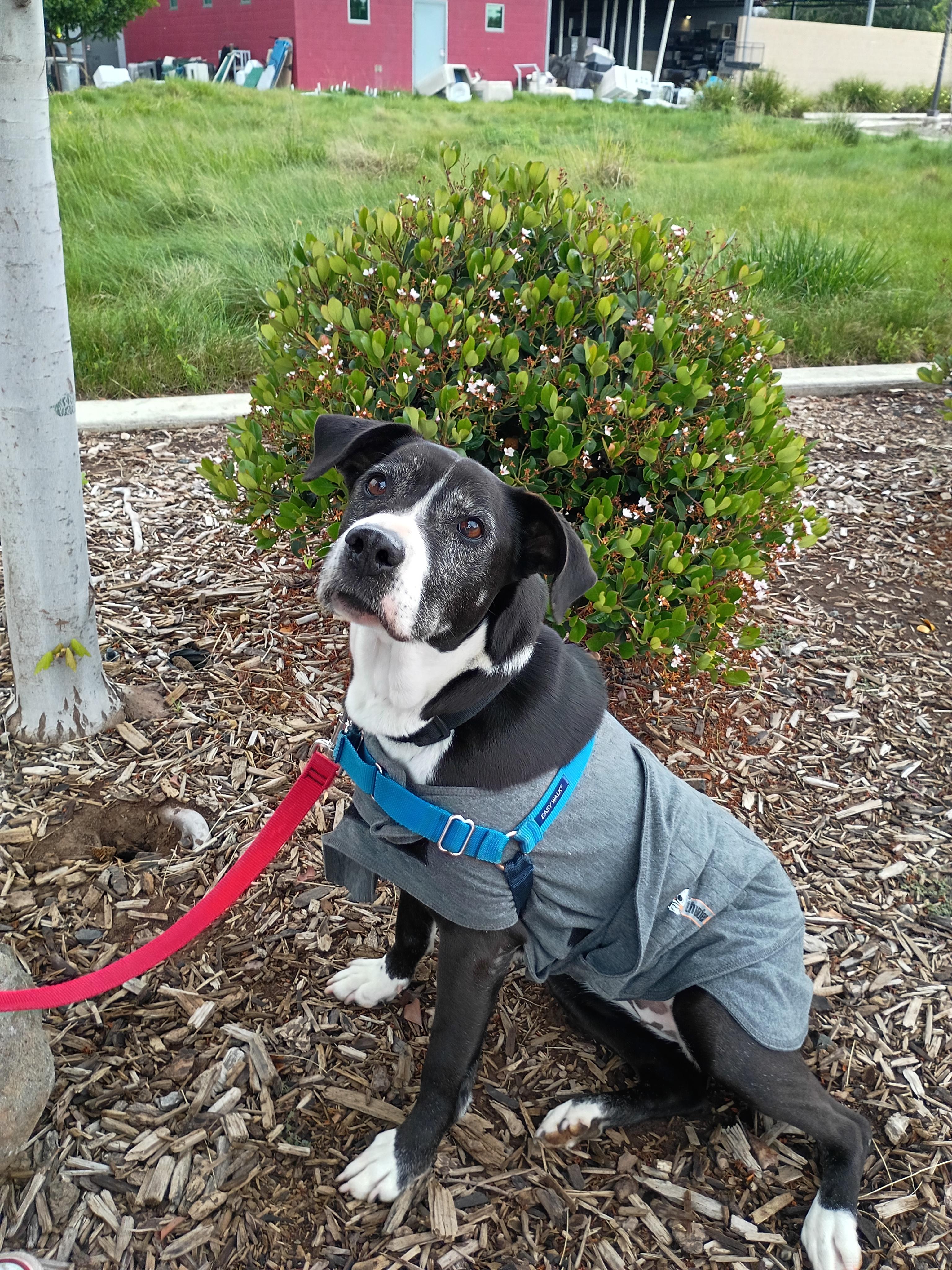 Enlarge Cali, a Adoptable mixed breed in Chico, CA image 4/6