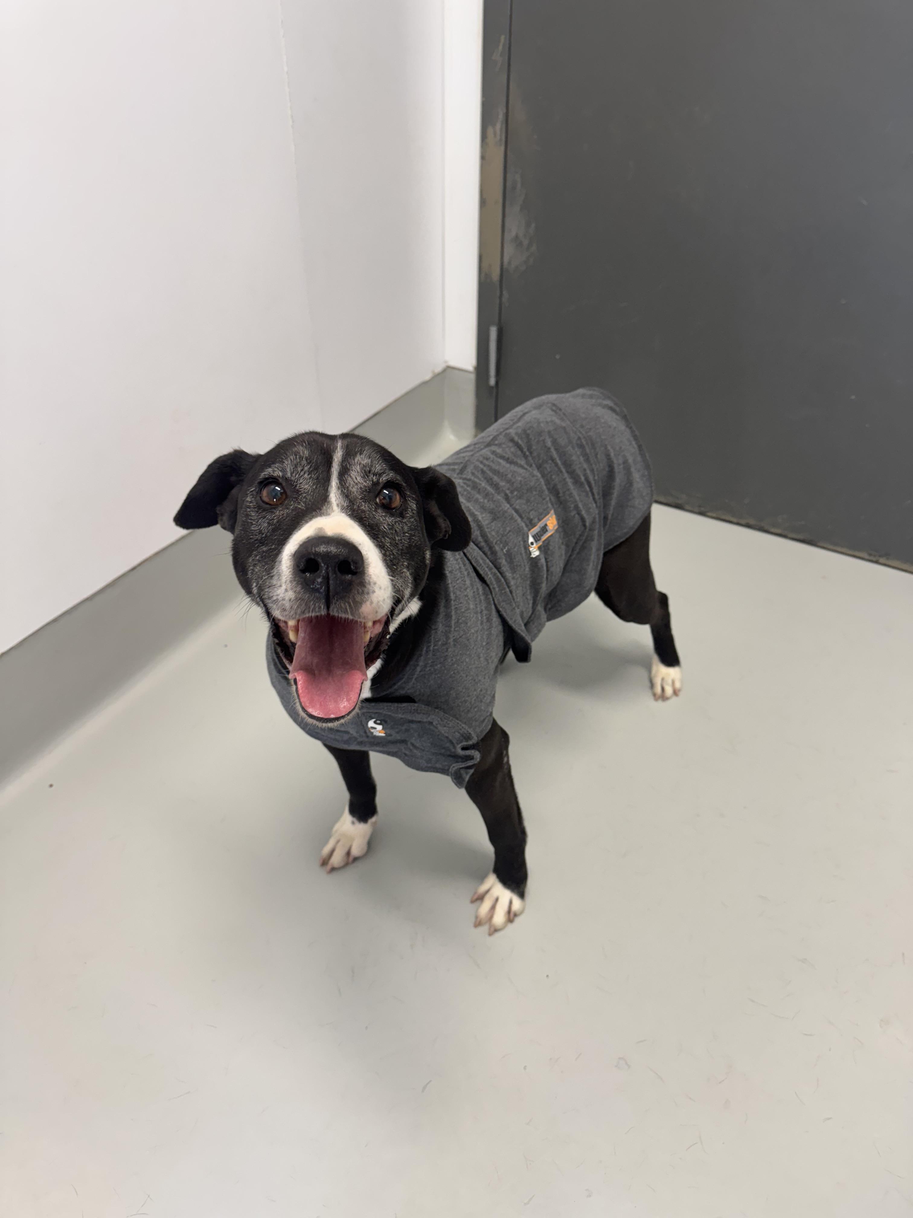 Enlarge Cali, a Adoptable mixed breed in Chico, CA image 5/6