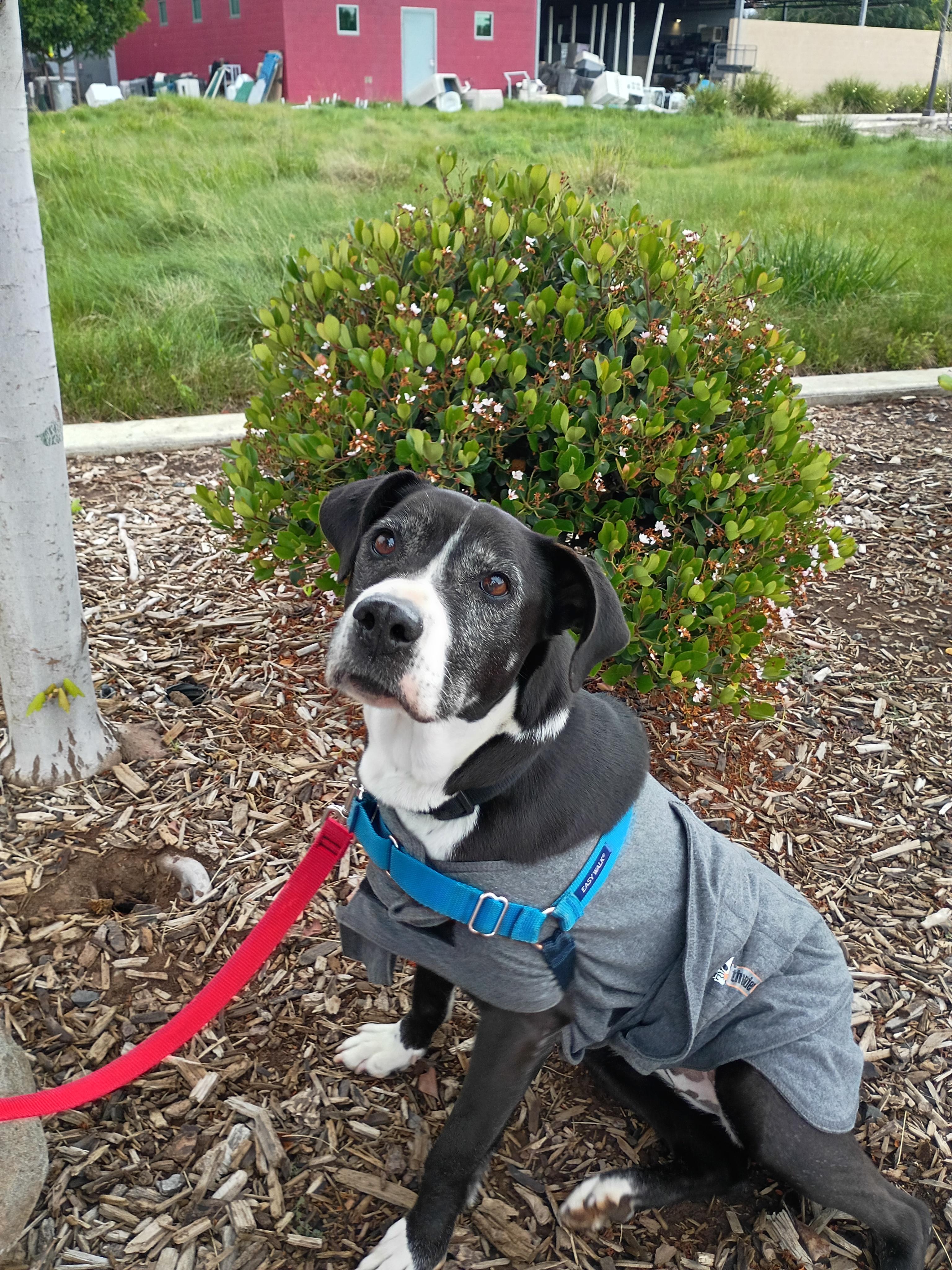 Enlarge Cali, a Adoptable mixed breed in Chico, CA image 6/6