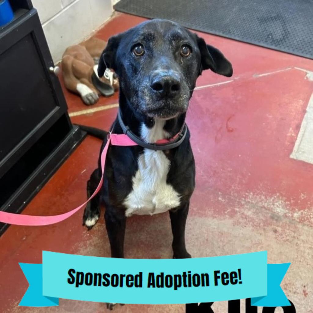 Kilo, a Adoptable mixed breed in Novelty, OH image 1/2