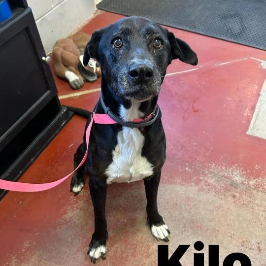 Kilo, a Adoptable mixed breed in Novelty, OH image 2/2