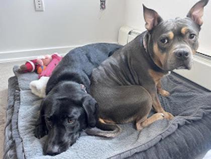 Enlarge Asia, a ADOPTABLE Bulldog in Toronto, ON image 2/2