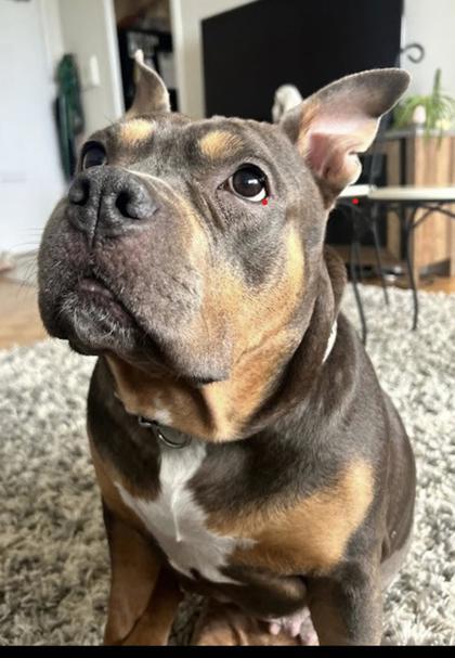 Asia, ADOPTABLE, Adult Female Bulldog.