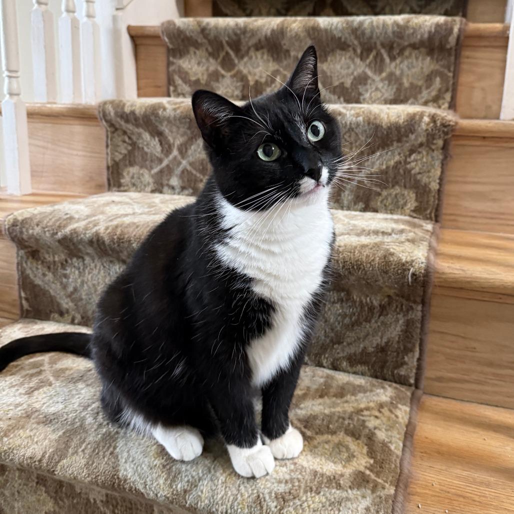 Enlarge Stimpy, a Adoptable Domestic Short Hair in Glenelg, MD image 1/6