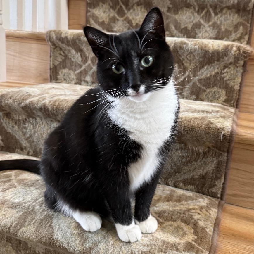 Enlarge Stimpy, a Adoptable Domestic Short Hair in Glenelg, MD image 2/6