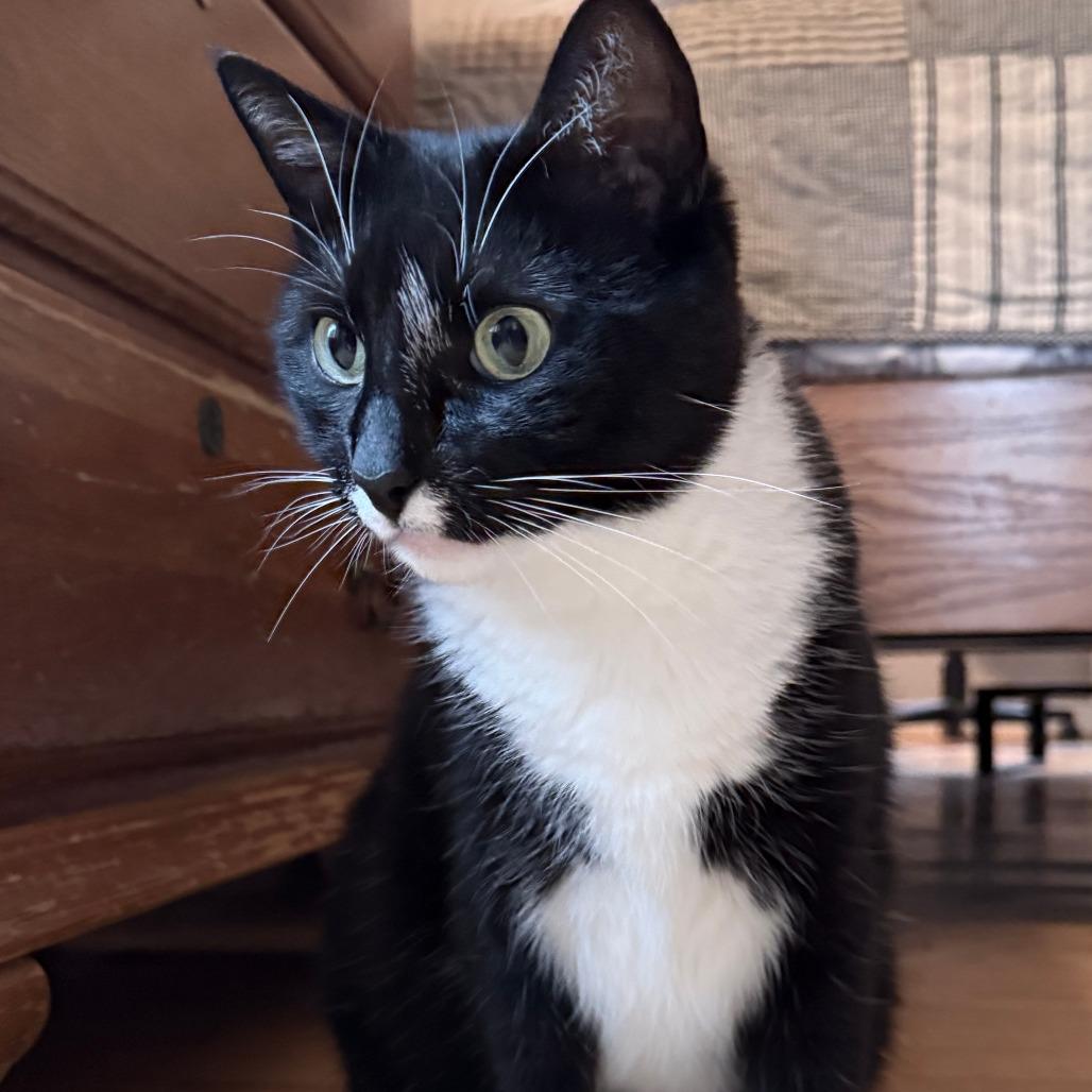 Enlarge Gimpy, a Adoptable Domestic Short Hair in Glenelg, MD image 1/3