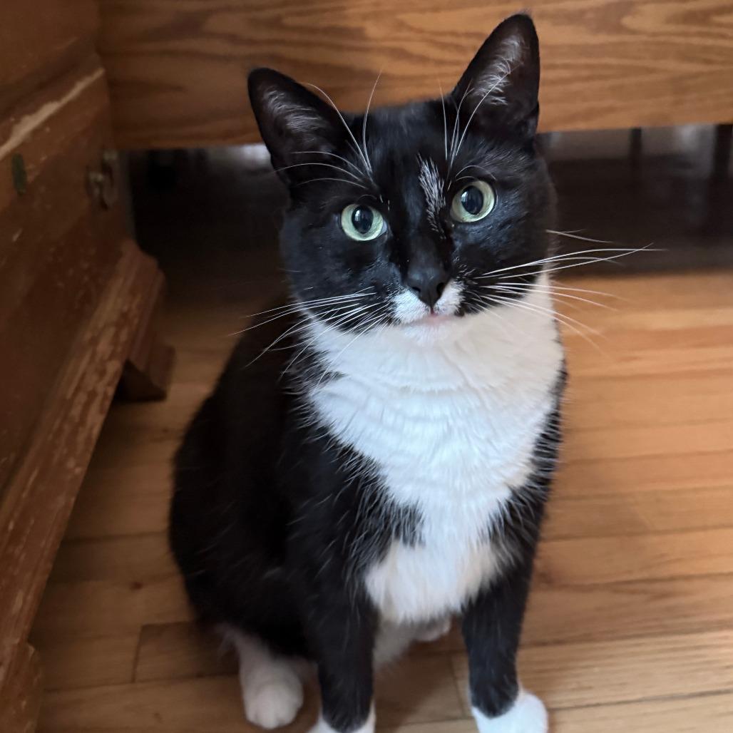 Enlarge Gimpy, a Adoptable Domestic Short Hair in Glenelg, MD image 2/3