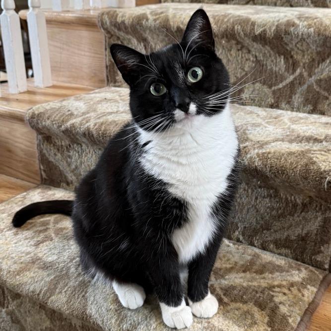 Enlarge Stimpy, a Adoptable Domestic Short Hair in Glenelg, MD image 5/6