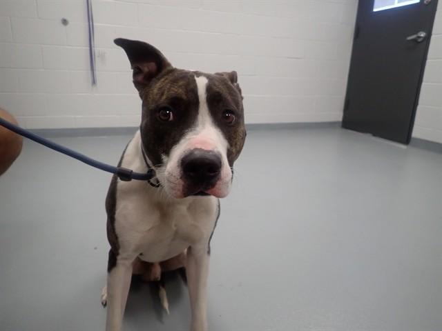 Enlarge KRINGLE, a Adoptable Pit Bull Terrier in Saint Cloud, FL image 1/1