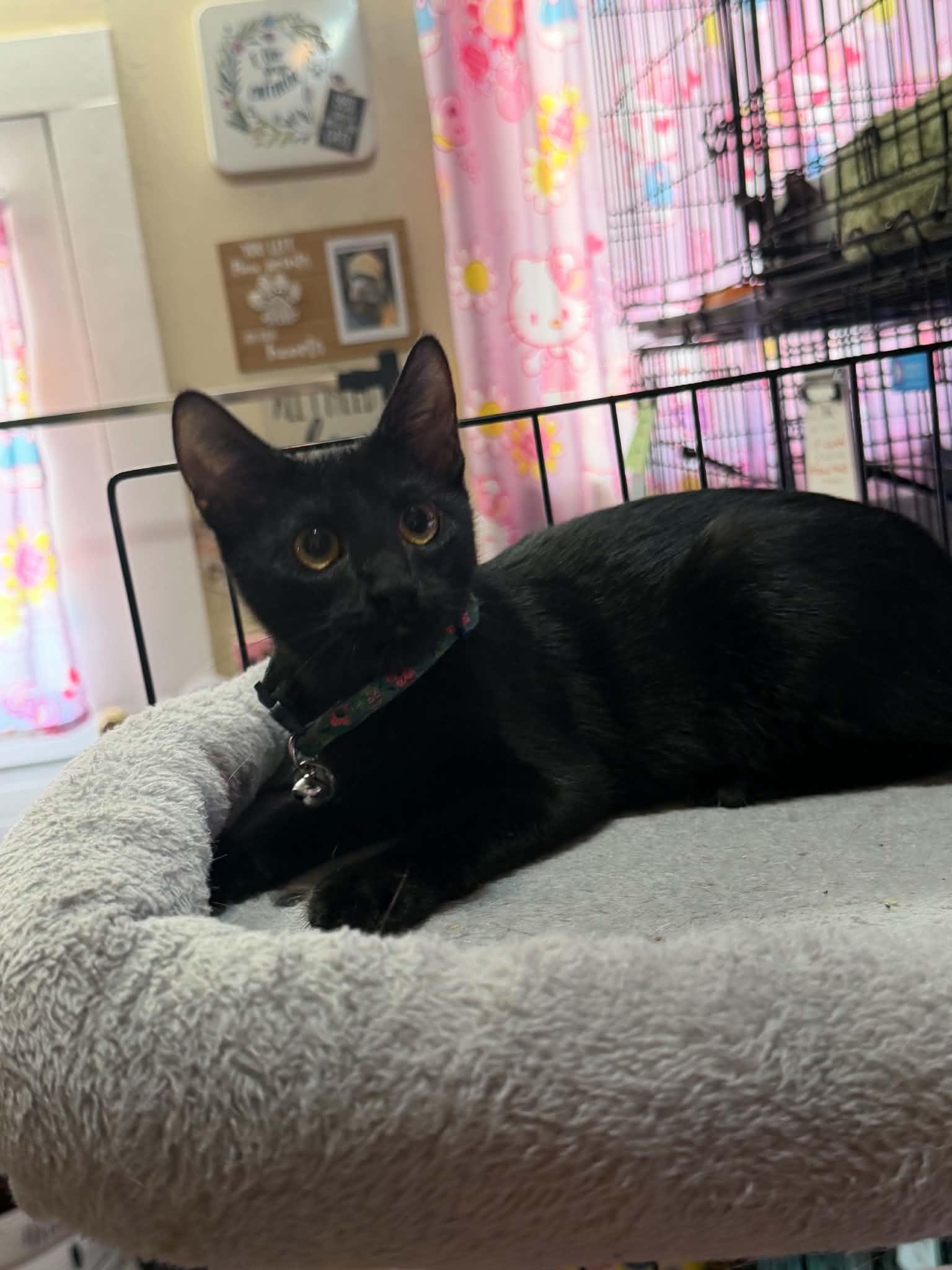 Enlarge Sadie, a Adopted Bombay in Waxahachie, TX image 3/3