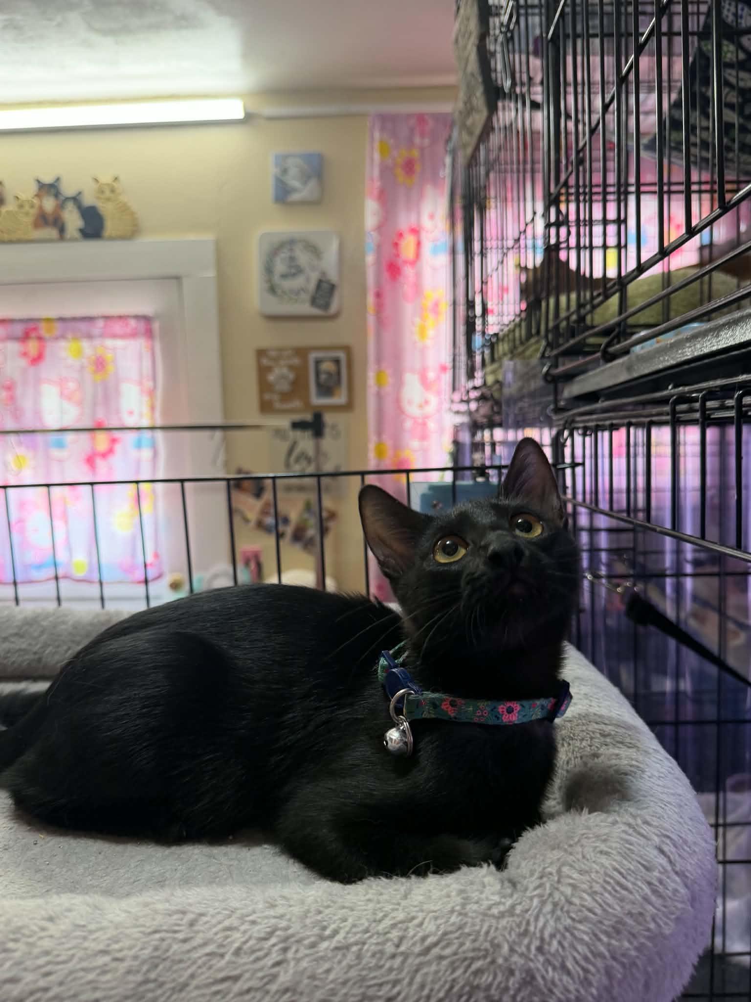 Sadie, Adopted, Kitten Female Bombay.