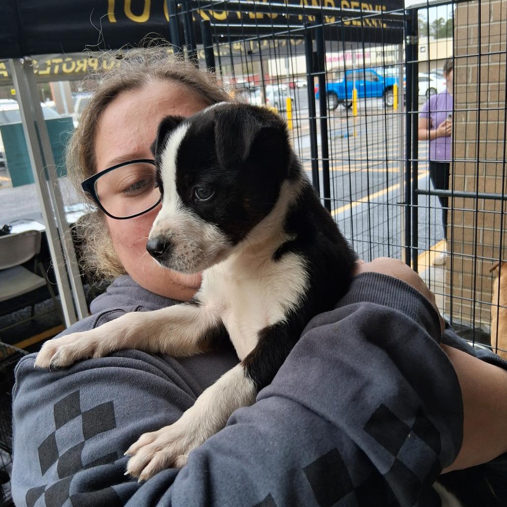 Roscoe, Adoptable, Young Male Mixed Breed & Terrier.