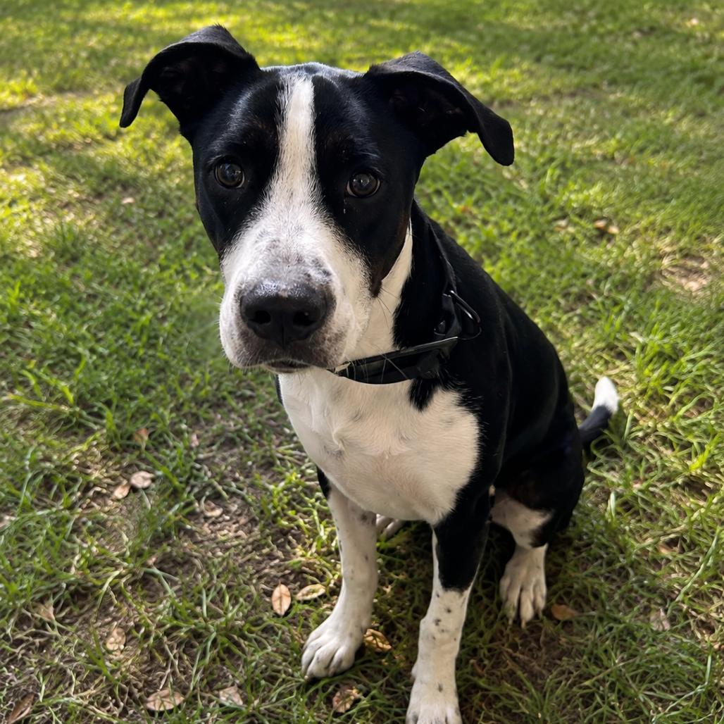 Enlarge Roscoe, a Adoptable mixed breed in Dillon, SC image 2/2