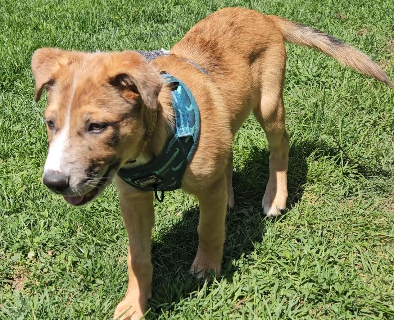 Enlarge Clover, an adoptable mixed breed in Aurora, IL image 2/4