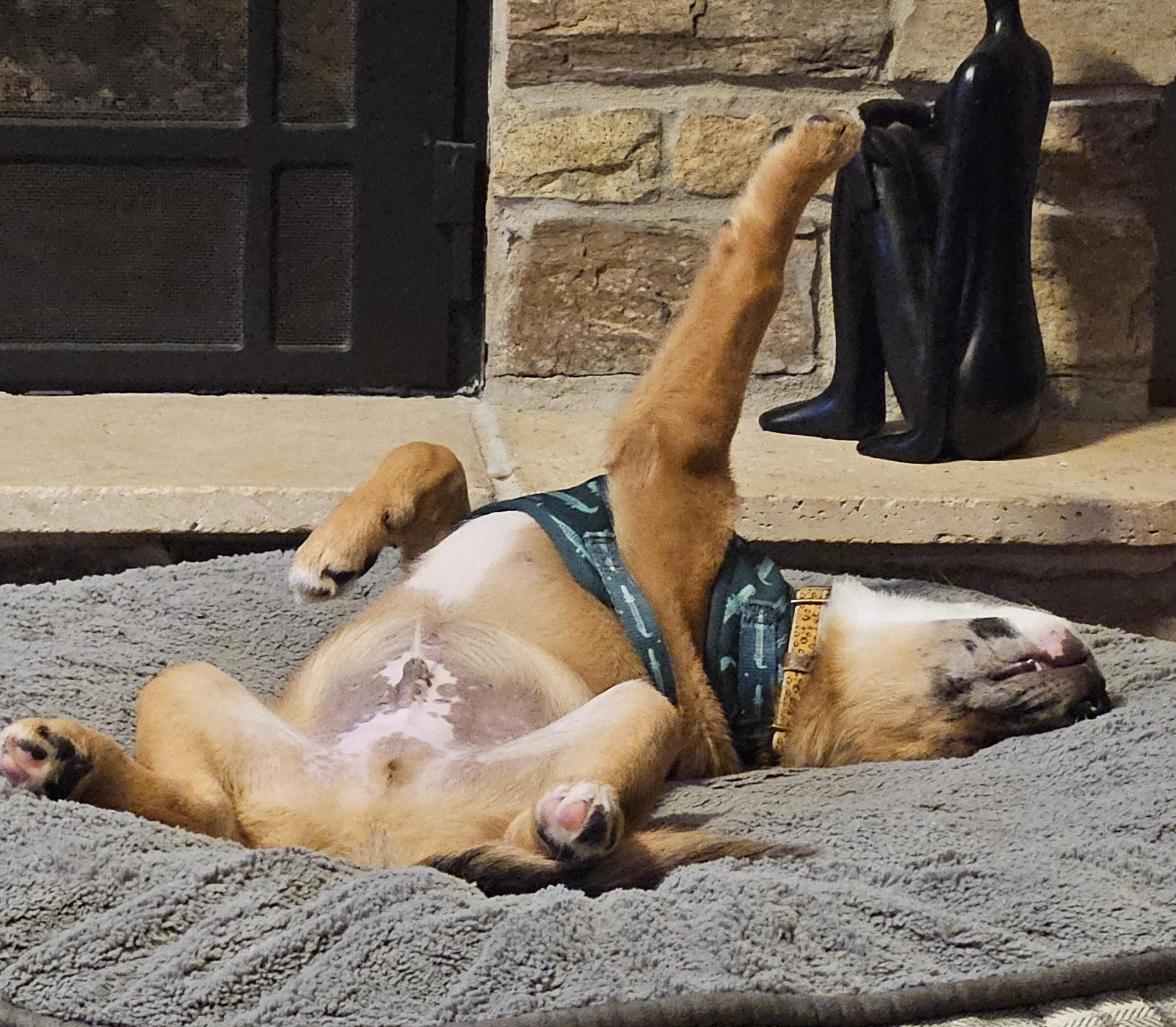 Enlarge Clover, an adoptable mixed breed in Aurora, IL image 3/4
