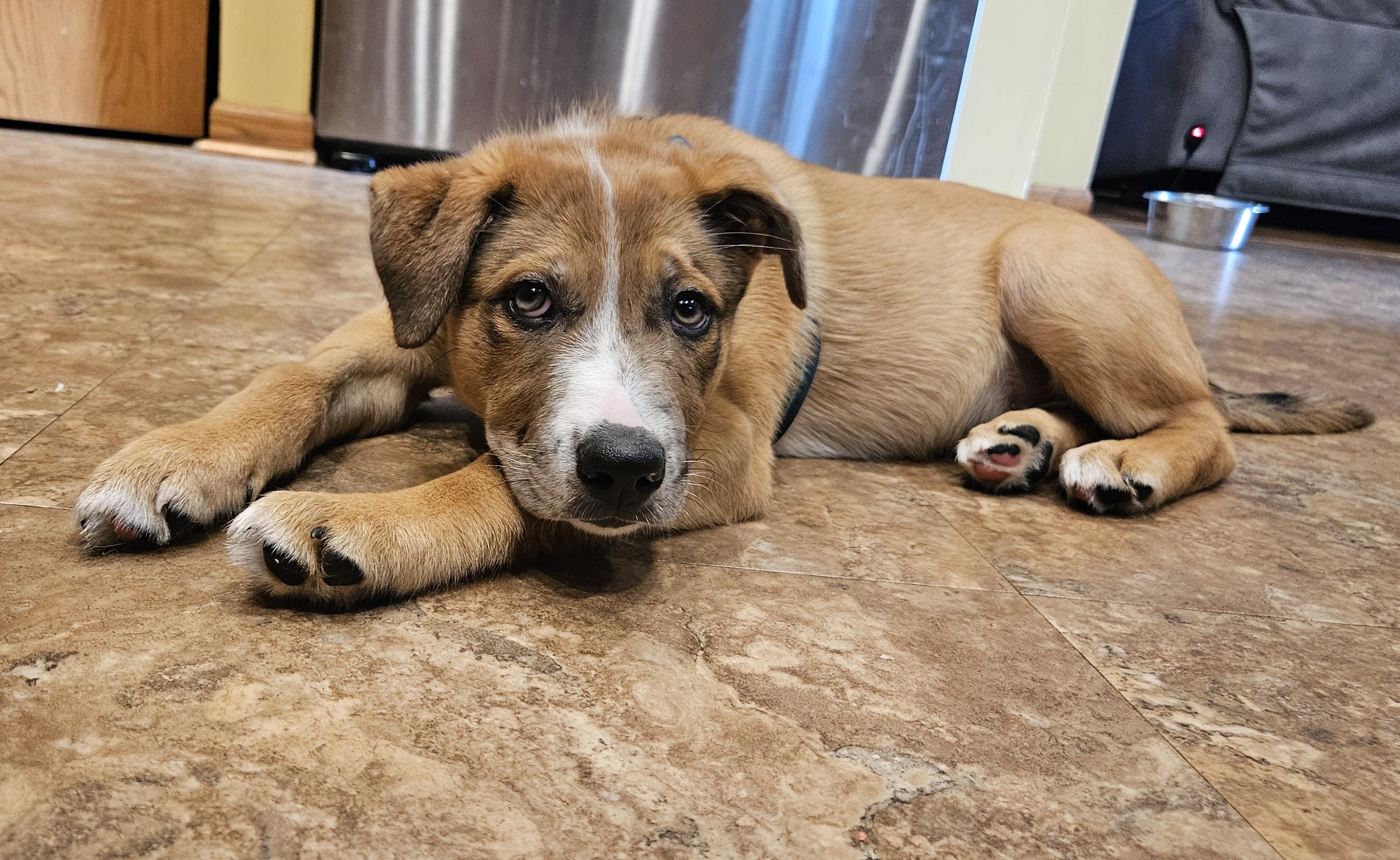 Clover, adoptable, Puppy Male Catahoula Leopard Dog & Terrier.