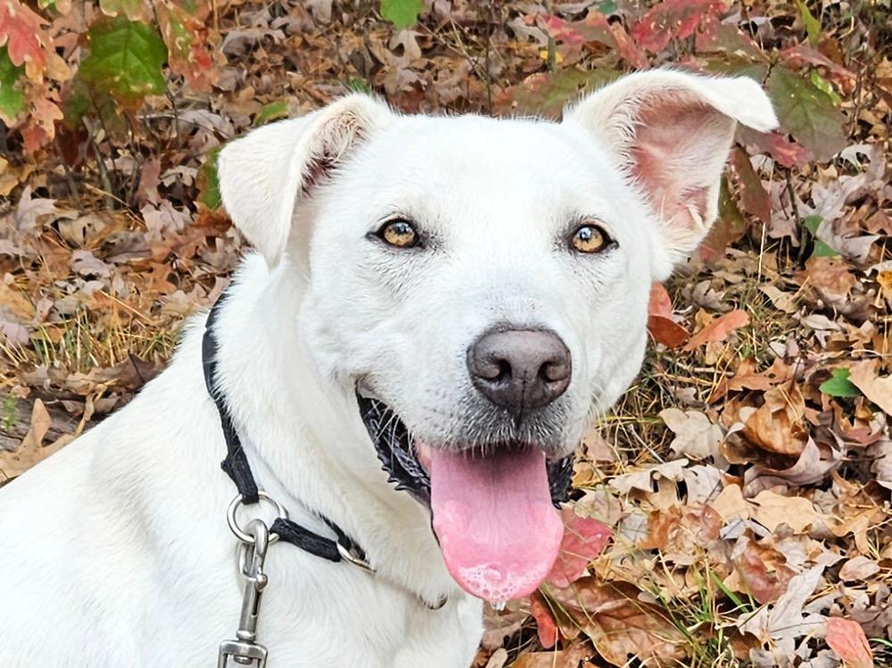Isla (eye-la), Adoptable, Adult Female Labrador Retriever & German Shepherd Dog.