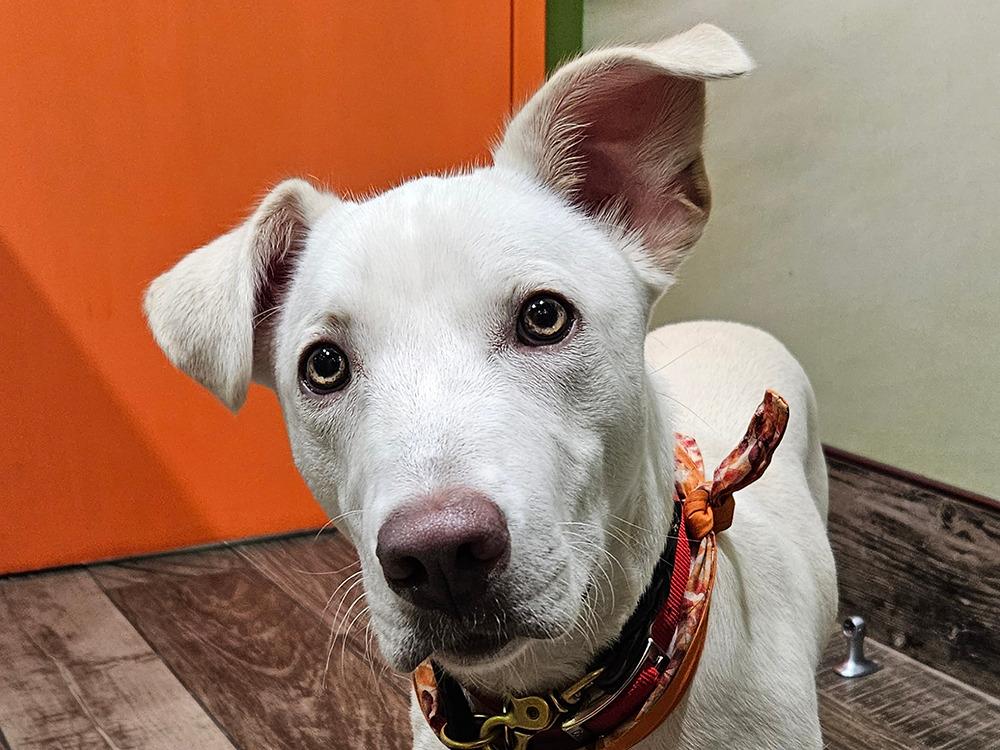 Isla (eye-la), Adoptable, Adult Female Labrador Retriever & German Shepherd Dog.