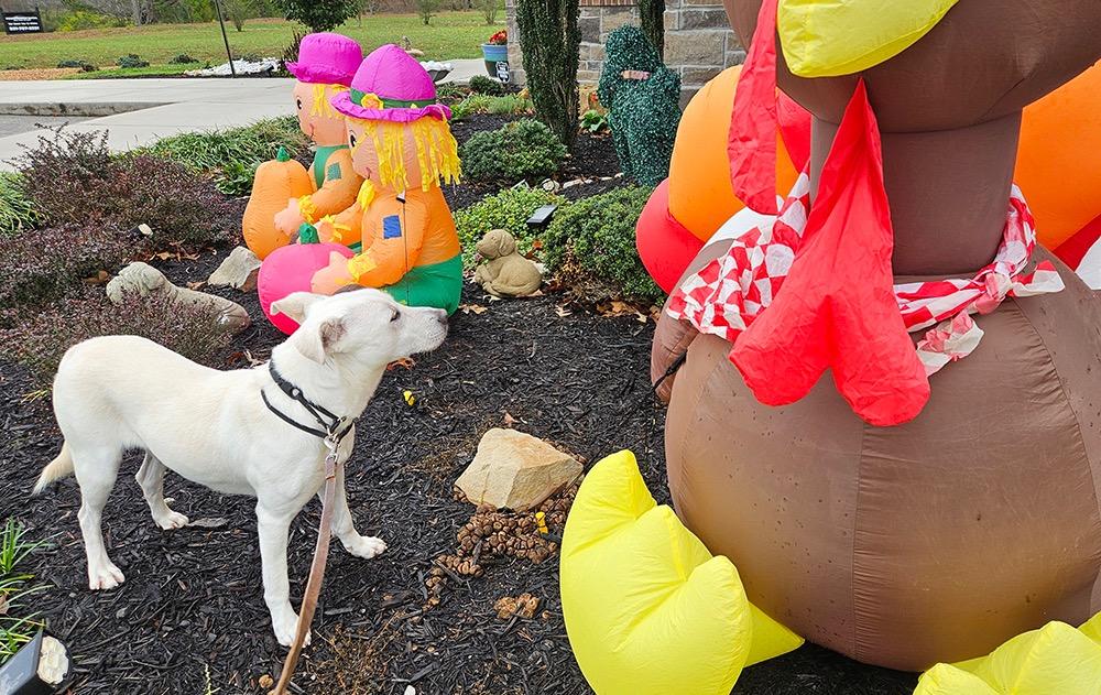 Enlarge Isla (eye-la), a Adoptable mixed breed in Crossville, TN image 2/6